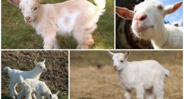 Proč dítě nejí dobře a co dělat, metody prevence